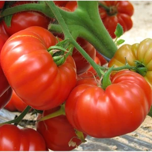 50 Adet Marmande Domates Tohumu  Tohum