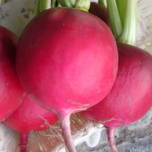 500 Adet Kırmızı Iri Turp Tohumu +   Tohum