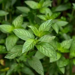 30 Adet Yeşil Nane Tohumu +   Tohum