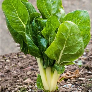 500 Adet Pazı Tohumu +   Tohum