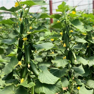 20 Adet Silor Badem F1 Sırık Salatalık Tohumu +   Tohum