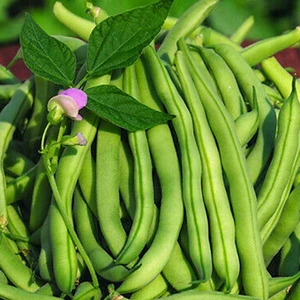 250 Adet Bakla Tohumu + Sürpriz Hediye Tohum