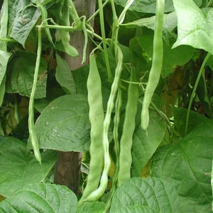 50 Adet Taze Fasulye Sırık Öz Ayşe Tohumu +   Tohum