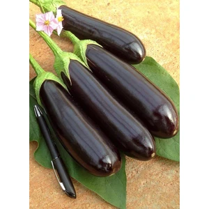 250 Adet Patlıcan Aydın Siyahı Tohumu +   Tohum