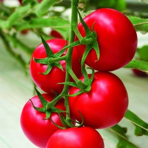 30 Adet Sırık Domates Tohumu +   Tohum