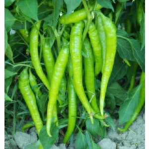 100 Adet Demre Sivri Biber Tohumu +   Tohum