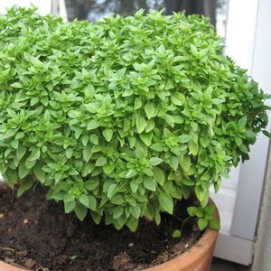 100 Adet Top Reyhan Fesleğen Tohumu +   Tohum