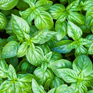 100 Adet Yeşil Fesleğen Reyhan Tohumu +   Tohum