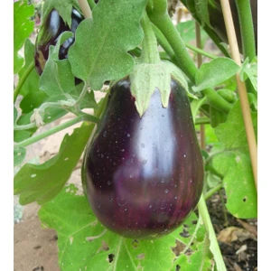 500 Adet Topak Patlıcan Tohumu +   Tohum