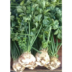 20 Adet Kereviz Tohumu +   Tohum