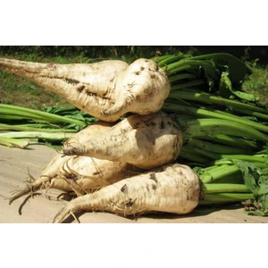 10 Adet Beyaz Şeker Pancarı Tohumu +   Tohum