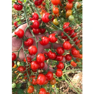 10 Adet Çeri Domatesi Cherry Tohumu +   Tohum
