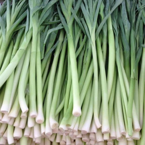 10 Adet Inegöl Pırasa Tohumu +   Tohum