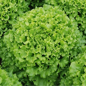 10 Adet Kıvırcık Marul Tohumu +   Tohum