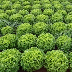 10 Adet Kışlık Kıvırcık Marul Tohumu +   Tohum