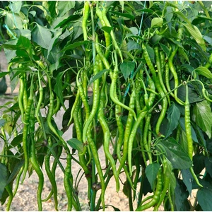 10 Adet Tatlı Kıl Sivri Biber Tohumu +   Tohum