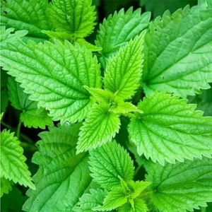 40 Adet Isırgan Otu Tohumu +   Tohum