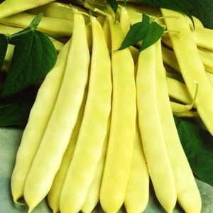 10 Adet Hanımeli Turşuluk Fasulye Tohumu +   Tohum