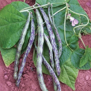 10 Adet Adet Çilli Kız Fasulye Tohumu +   Tohum