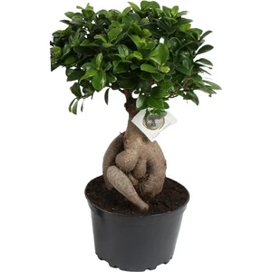 Bonsai Ficus Ginseng 20CM