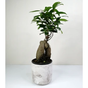 Bonsai Ficus Ginseng Beyaz Seramik Saksılı
