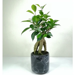 Bonsai Ficus Ginseng Siyah Seramik Saksılı