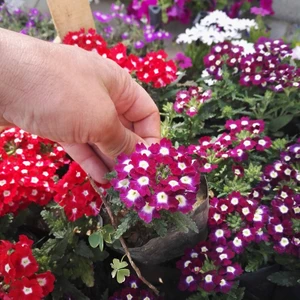 10 Adet Mine Çiçeği Tohumu