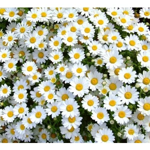 10 Adet Mayıs Papatyası Çiçeği Tohumu