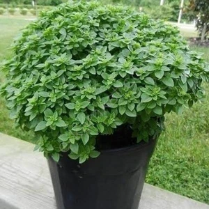 50 Adet Top Fesleğen Reyhan Tohumu