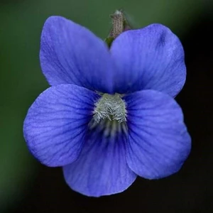 Anamur Naturel Cornuta Blue Perfection Menekşe Çiçeği Tohumu (100 Tohum)