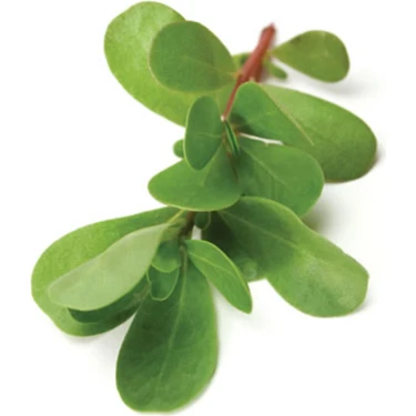 Semiz semiz ayol Semiz semiz ayol