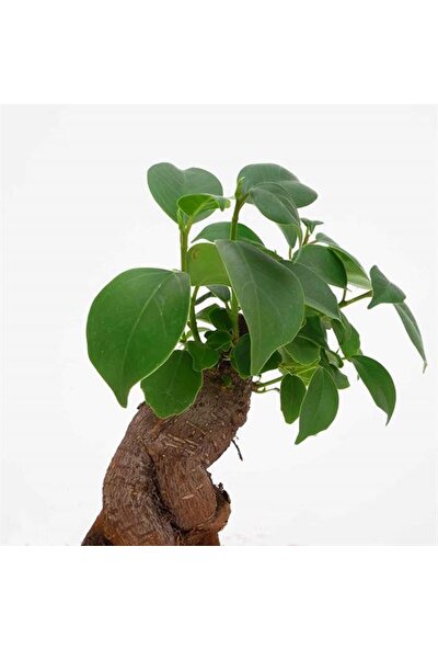 Bonsai Ficus Ginseng Mini 10-15CM