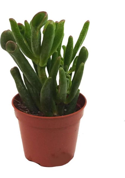 Crassula Ovata Saksıda 5,5 cm