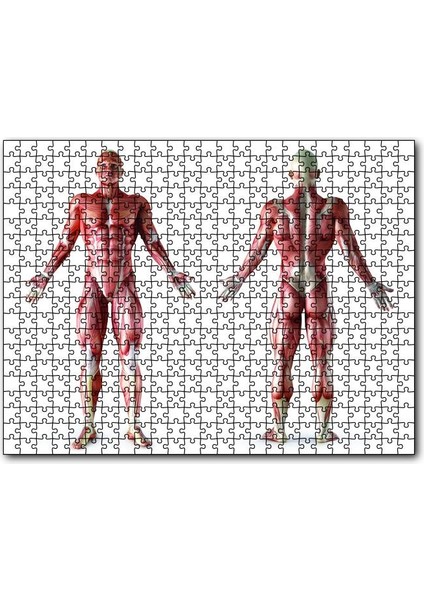 Insan Kas Anatomisi 120 Parça Puzzle Yapboz Mdf (Ahşap)