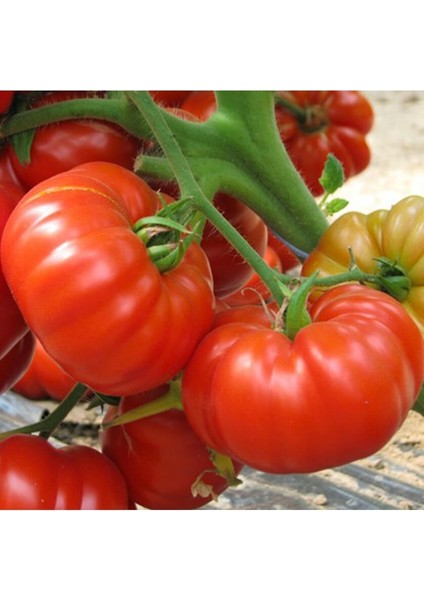 30 Adet Marmande Domates Tohumu Tohum