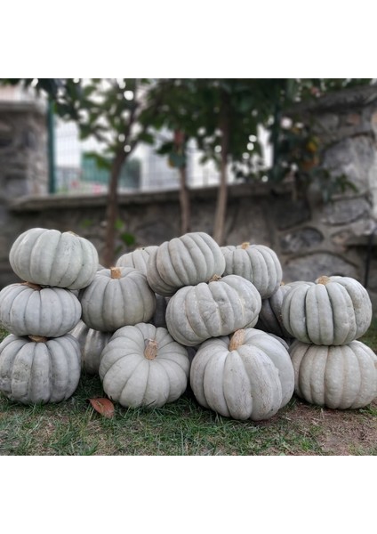 30 Adet Bal Kabağı Tohumu + Tohum