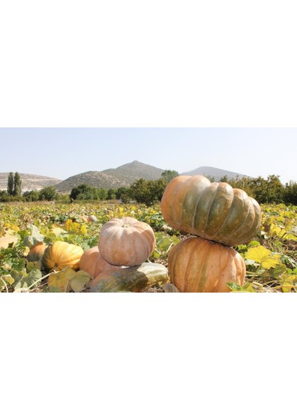 30 Adet Bal Kabağı Tohumu + Tohum fiyatları