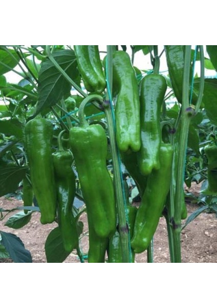 250 Adet Üçburun Biber Tohumu + Tohum