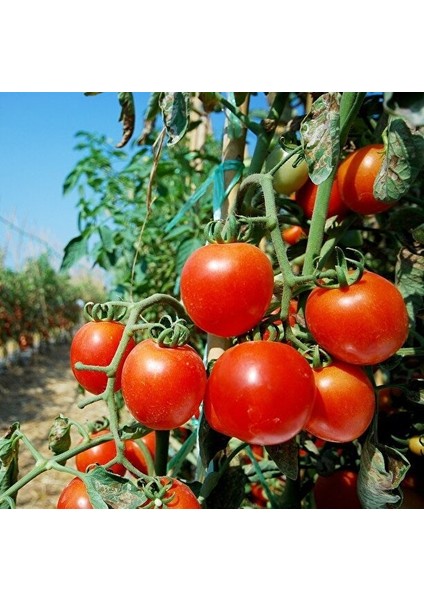 20 Adet Domates Sırık Işık F1 Tohumu + Tohum fiyatları