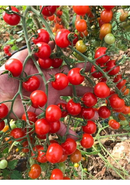 250 Adet Çeri Domatesi Cherry Tohumu +   Tohum