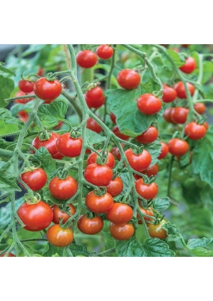 250 Adet Çeri Domatesi Cherry Tohumu +   Tohum