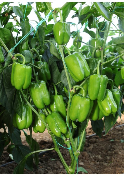 250 Adet Dolmalık Biber Tohumu + Tohum