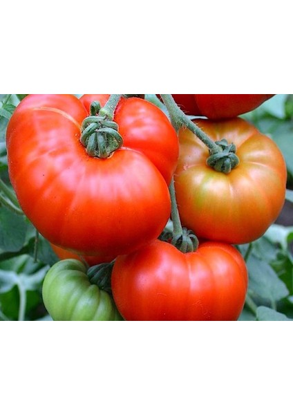 100 Adet Marmande Domates Tohumu Tohum