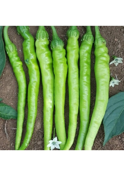 30 Adet Tatlı Sivri Biber Çetinel Tohumu + Tohum