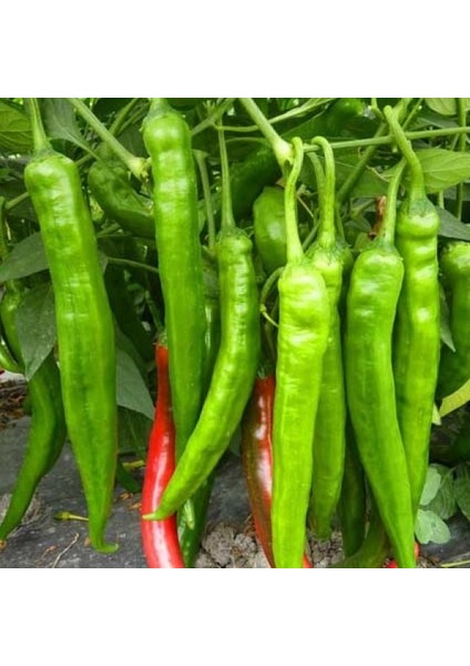 30 Adet Tatlı Sivri Biber Çetinel Tohumu + Tohum fiyatları