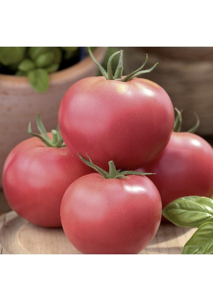 30 Adet Pembe Domates Tohumu + Tohum
