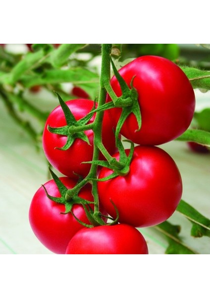 500 Adet Sırık Domates Tohumu + Tohum