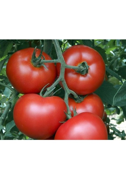 500 Adet Sırık Domates Tohumu + Tohum fiyatları
