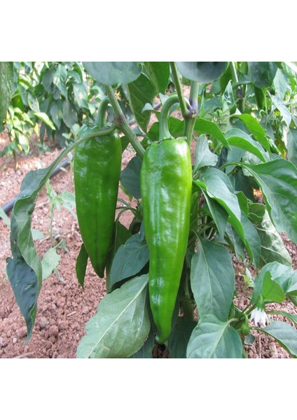 500 Adet Sivri Koyu Yeşil Pat Biber Tohumu + Tohum
