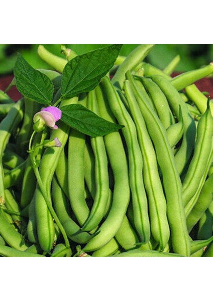 250 Adet Bakla Tohumu + Sürpriz Hediye Tohum